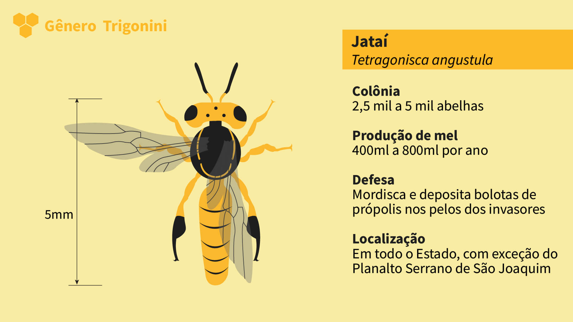 13_Trigonini_Jatai_2-1