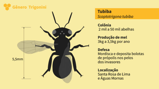 Abelha Nativa Sem Ferrão<br>Tubiba (Scaptotrigona tubiba)