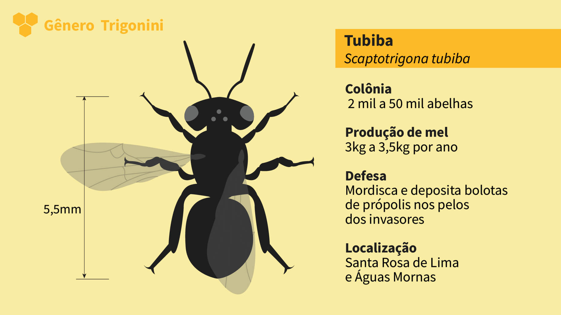 22_Trigonini_Tubiba-1