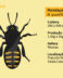Abelha Nativa Sem Ferrão<br>Mandaçaia MQA (Melipona Quadrifasciata Anthidioloides)