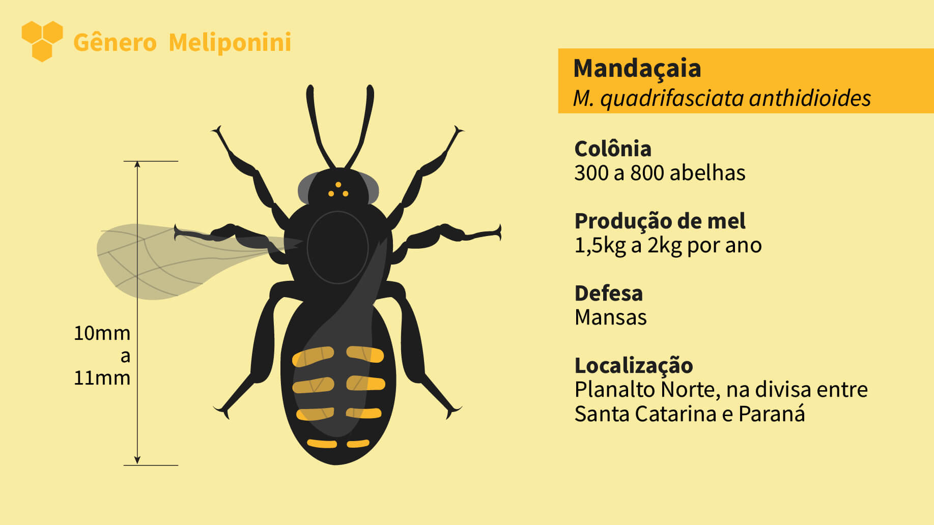 05_Meliponini_Mandacaia_1-1