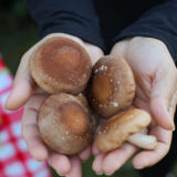 Cogumelo Shiitake (200g)