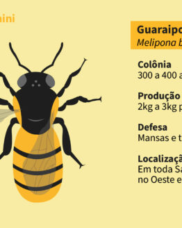 Abelha Nativa Sem Ferrão - Guaraipo (Melipona Bicolor)