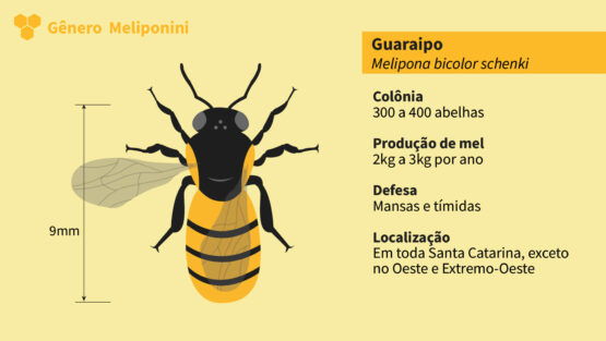 Abelha Nativa Sem Ferrão - Guaraipo (Melipona Bicolor)