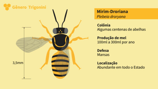 Abelha Nativa Sem Ferrão<br>Droriana (Plebeia droryana)
