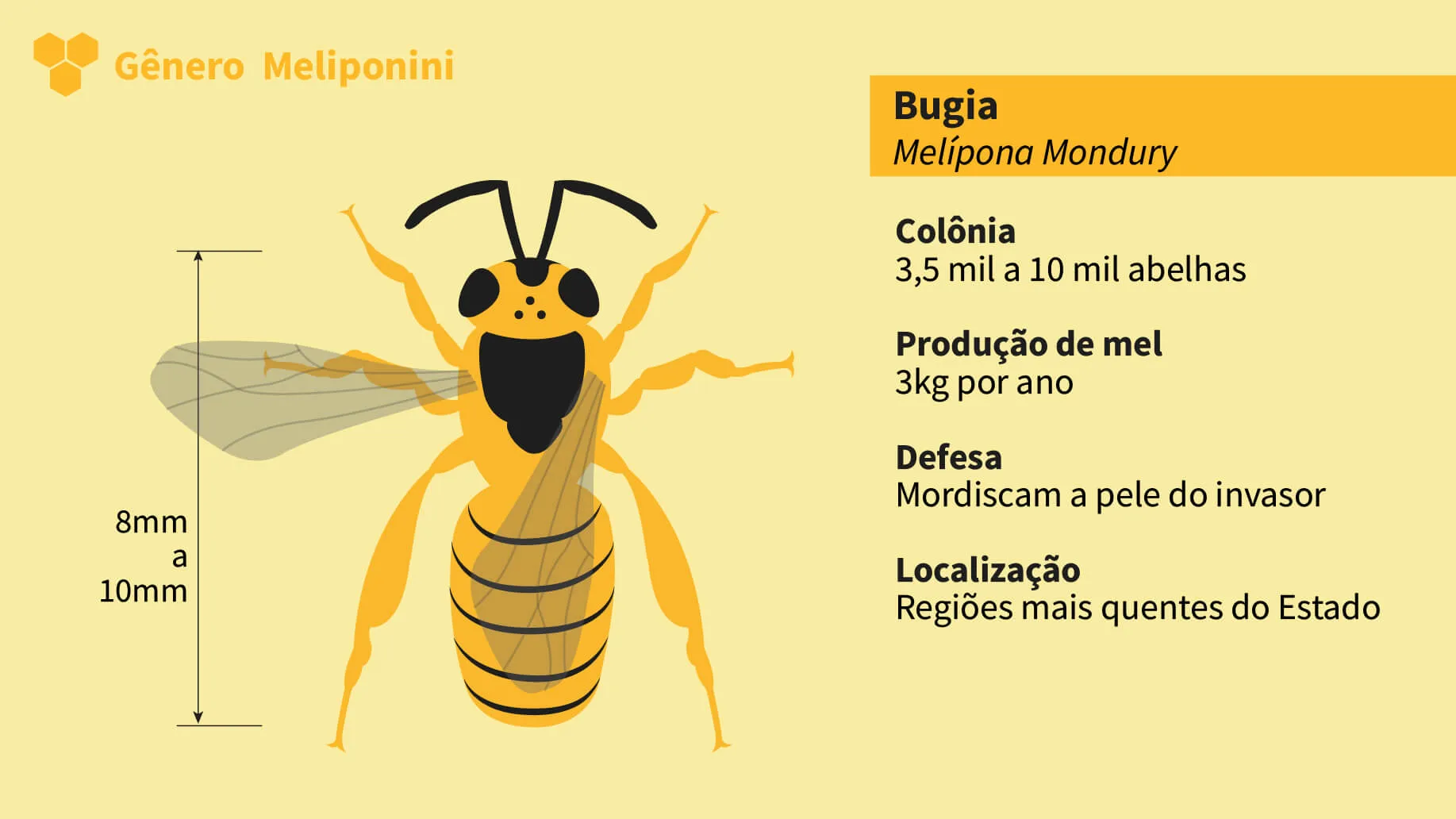 Abelha Nativa Sem Ferrão<br>Bugia<br>Melipona Mondury
