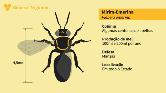 Abelha Nativa Sem Ferrão<br>Emerina (Plebeia emerina)