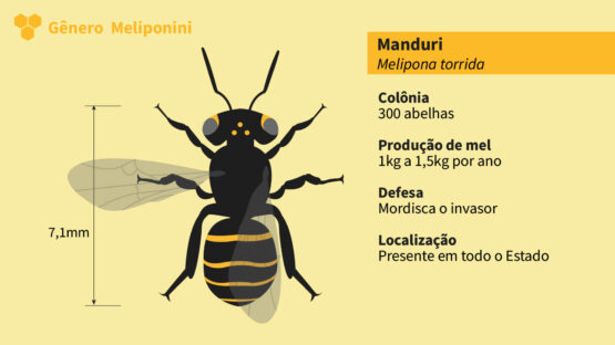Abelha Nativa Sem Ferrão<br>Manduri (Meliponi torrida)