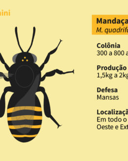 Abelha Nativa Sem Ferrão<br>Mandaçaia MQQ (Melipona Quadrifasciata Quadrifasciata)