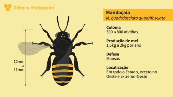 Abelha Nativa Sem Ferrão<br>Mandaçaia MQQ (Melipona Quadrifasciata Quadrifasciata)