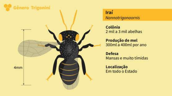 Abelha Nativa Sem Ferrão<br>Irai (Nannotrigona testaceicornis)