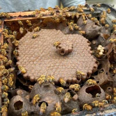 Abelha Nativa Sem Ferrão<br>Bugia<br>Melipona Mondury - Imagem 4