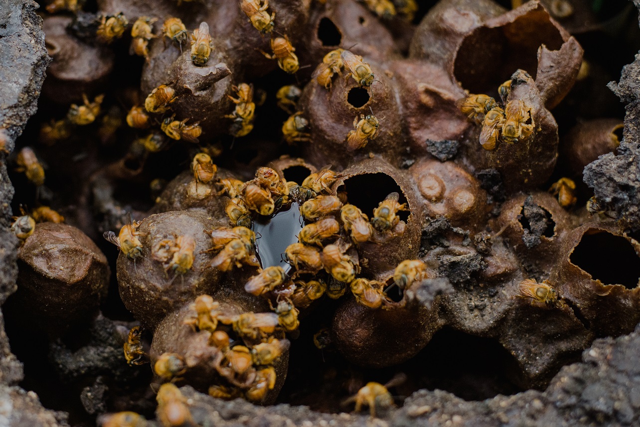 Abelha Nativa Sem Ferrão<br>Bugia<br>Melipona Mondury - Imagem 2